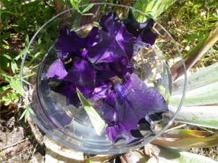elixir floral iris